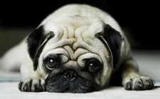 19173 cute pug Decor Wall Print Poster