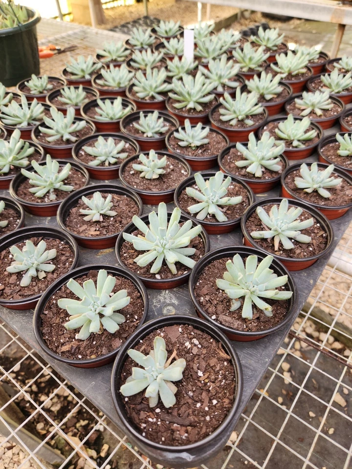 Succulents Echeveria - Image 2 of 4