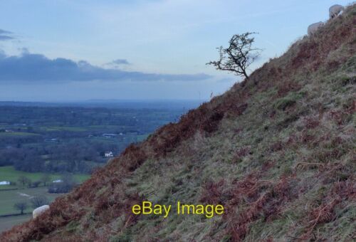 Photo 6x4 Small tree on Little Caradoc Comley\/SO4896 Little Caradoc 327  c2022 - Picture 1 of 1