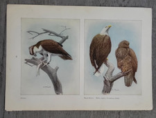 OSPREY & BALD EAGLE by Louis A. Fuertes 1918 Bird Print