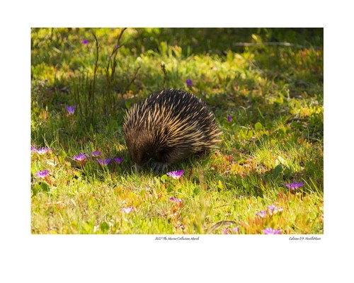 2023 The Master Collection Limited Edition Photo Prints by Aussie Neville Hiatt - Picture 5 of 14