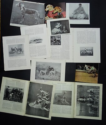 GREYHOUND DOG Stecklingseiten / Rassegeschichte Forschung benannte Hunde Artikel etc.