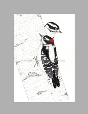 Downy Woodpecker Pair Ink Pointillism Open Editon Print by Cheryl Andrade