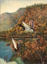 Vintage Lenticular 3D Postcard Mallard Ducks Taking Flight From The Marsh Pond