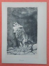 Wilhelm Kuhnert  L&ouml;we Panthera leo  Leu  ERWACHT  Afrika  Lithographie 1920