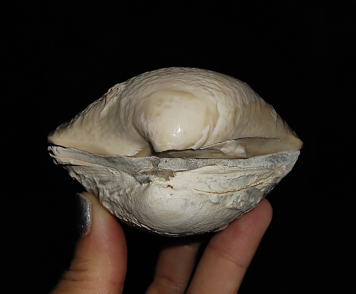 北アメリカ西部の二枚貝 専門書「Bivalve Seashells」 Bivalve Seashells of Western South America: Marine Bivalve