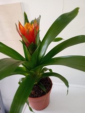 1 Guzmania Bromeliad Plant Indoors Plant Well Rooted Potted Plant