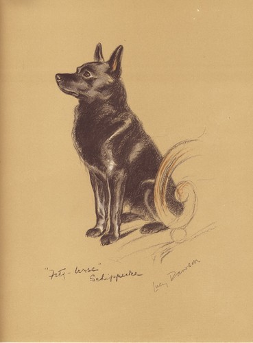KEESHOND VINTAGE 1937 DOG ART PRINT by LUCY DAWSON