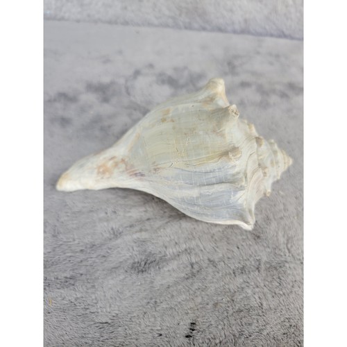 Natural Conch Shell Nautical Beach Decor Seashell Collectible Specimen 5"