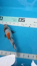 8in SHOWA  Japanese Koi Live Imported KoiGazer