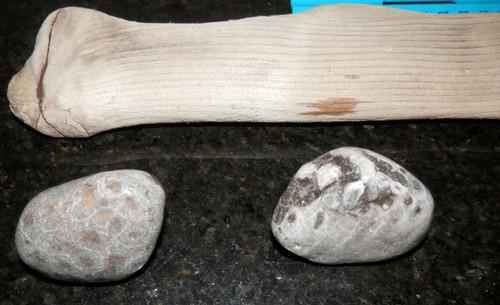 3 pcs Driftwood + 6 Petoskey Stones Crafts Northport Lake Michigan Cathead Bay - Picture 9 of 12