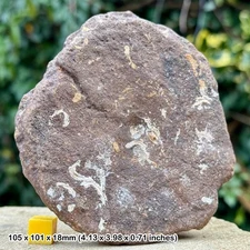 Rare: ichthyosaur vertebra centrum fossil – jurassic marine reptile –