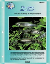 Niedźwiedź zebra Brachydanio rerio / Karta informacyjna akwarium