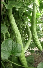40  Armenian Yard Long Cucumber Seeds, Organic NON - GMO , Dưa Leo, 2025 Season