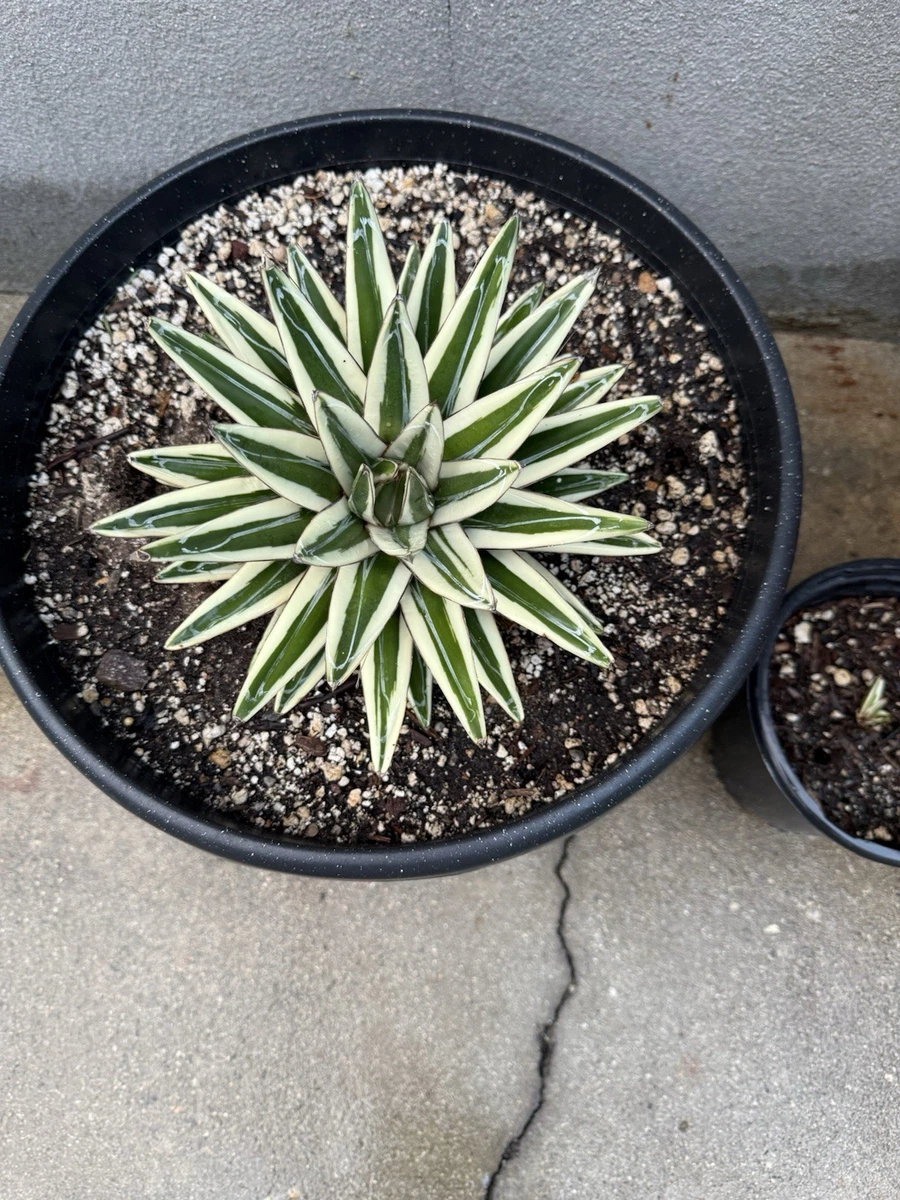 Agave Cactis&Succulents for sale - eBay