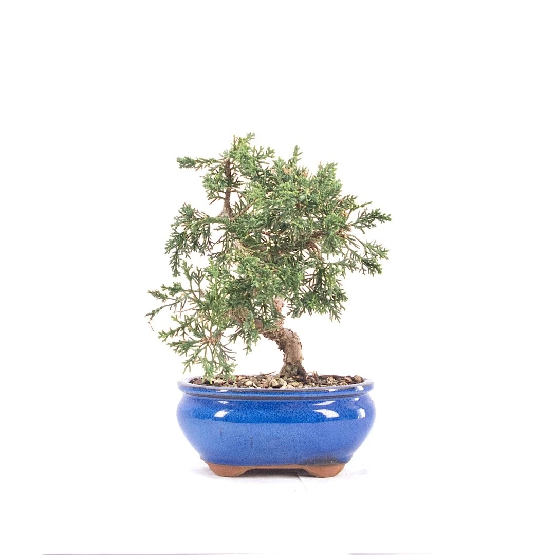 Immergrne Pflanzen, Bonsai Auenbereich online kaufen | eBay.de