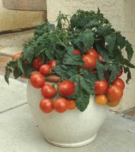 Tomato Seeds 30+ Varieties Shirley Moneymaker Roma Cherry Mountain Magic Micro - Picture 60 of 86