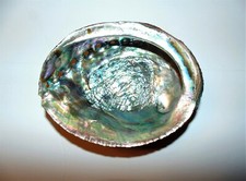 ORMEAU VERT HALIOTIS FULGENS 5 à 6" COQUILLAGE DE MER DÉCOR PLAGE ARTISANAT RÉCIF