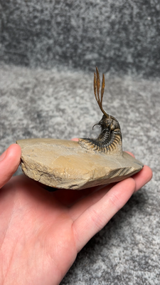 Walliserops trifurcatus Trilobite Fossil – Curved Pose, Long