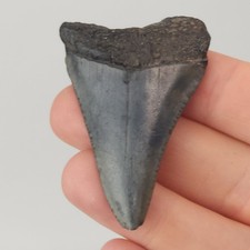 Great White 0.00