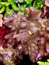 Matt V Cookie Monster - Live Coral Frag SPS/Acropora