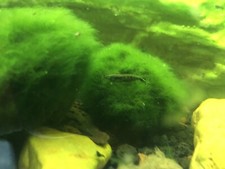 9+1 Wild Type/Cool Striped/Carbon Mix- Neocardinia Shrimp For Aquarium