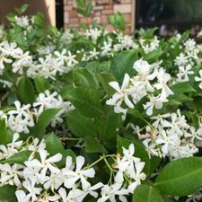  CONFEDERATE STAR JASMINE Rooted STARTER Plant Extremely Fragrant Vine USA