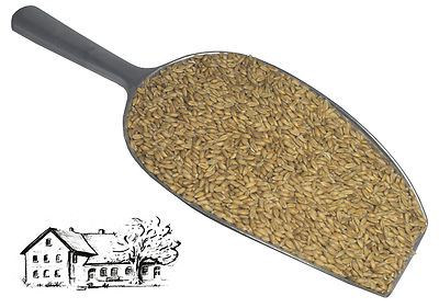 Dinkel 50 kg (Urdinkel) direkt vom Dinkelhof Horstmann, Dinkelkörner, Ernte 2025