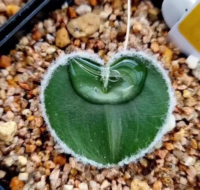 Eriospermumlanimarginatum # one bulb Only 1cm rare succulent plant
Opens in a new window or tab
