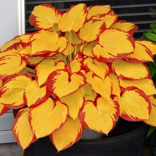 Hosta Seeds for Planting, 200 Rare Hosta Seeds to Plant Outside, Non-GMO Heirloo