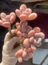 Pachyphytum Orange Snowball  Succulent Plant orange  Perfect colour- ZCSucculent