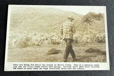 Postcard: RPPC Sepia Deer being fed near More's Creek  ~ Unknown Location