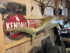 Hammerhead Shark Replica 114 Inch (9’ 6”) Whole Mount Call 540-810-5449 Fish !!!