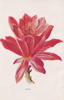 1897 Antique Botanical Lithograph CACTUS Flower Botany by Hulme