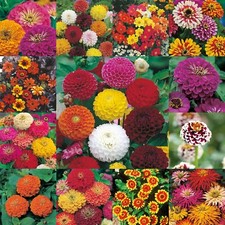 Dahlia Seeds Zinnia Seeds Selection Mr Fothergill's Flowers FREE UK DELIVERY