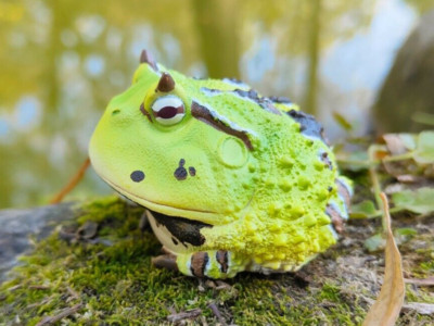 【In-Stock】 Animal Heavenly Body Horned Frog  ( B ) Collectible Figurine Statue