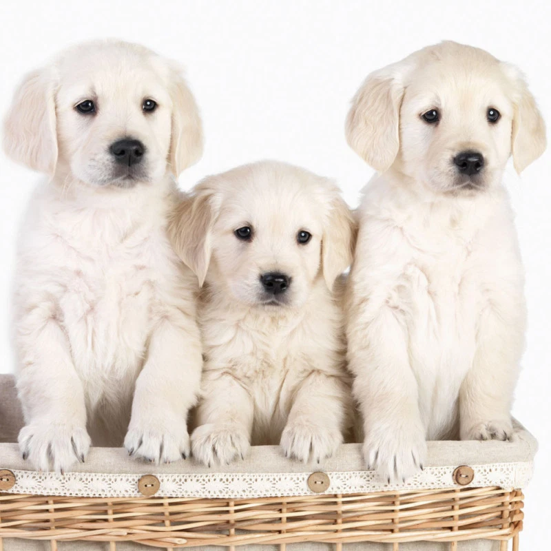 Get well hot sale soon dog basket