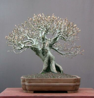 5 X Sntel-Buche Fagus sylvatica Pre Bonsai Baum DE | eBay.de