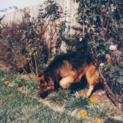 Vintage Polaroid Photo Cute Dog Flower Garden Outside Pet Found Art Snapshot