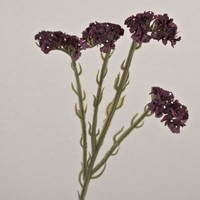 Artplants Kunst Zweig Strandflieder Ayisha, Trockenoptik, Burgunderrot, 65Cm