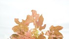 Acer pseudoplatanus 'Esk Sunset' Rare Variegated Eskimo Sunset Maple 1 gallon — photo 3