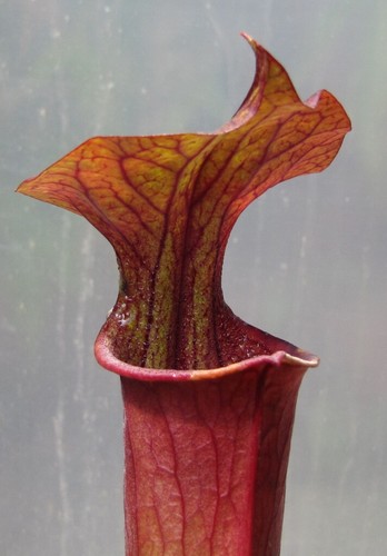 Sarracenia flava f red tube/ red lid - Carnivorous Pitcher Plant Triffid - Picture 5 of 8