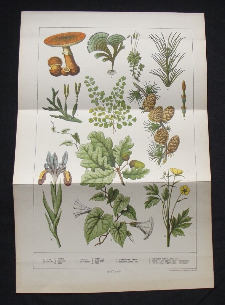 Antique Print: Botany by Vincent Brooks, Day & Son, Cassell's Encyclopedia, 1902