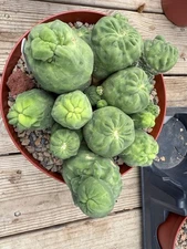 Echinopsis  subdenudatum fuzzy navel monstrose butthole plant! Rare Find 8” Pot