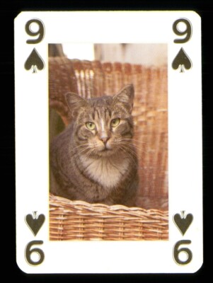 1 x Spielkarte Schöne Katze Serie - siehe Foto - 9 von Pik S34