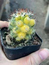 Succulent Plant Mammillaria Schumannii variegated Garden Décor Boutique 3-4CM