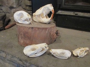 Lot of 5 animal skulls