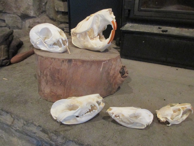 Lot of 5 animal skulls
