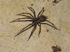 Live Michigan Funnel Weaver / Grass Spider! Wild-Sourced, 1.5 inch / 4 cm Long