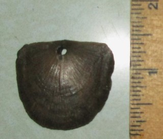 Very Rare & Unusual Fossilized Shell Gorget Authentic Indian Artifact